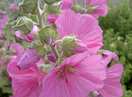 Struikmalva - Lavatera 'Rosea'