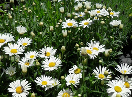 Grote of Zomermargriet, Chrysant - Leucanthemum 'Dwarf Snow Lady'