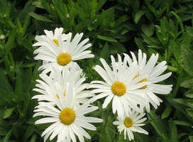 Grote of Zomermargriet, Chrysant - Leucanthemum 'Silberprinzesschen'