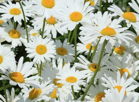 Grote of Zomermargriet, Chrysant - Leucanthemum vulgare 'Maikönigin'