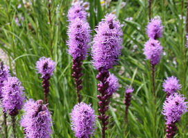 Lampepoester - Liatris spicata