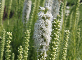 Lampepoester - Liatris spicata 'Alba'