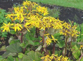 Kruiskruid - Ligularia dentata 'Othello'