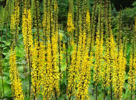 Kruiskruid - Ligularia stenocephala 'The Rocket'