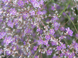 Zeelavendel - Limonium latifolium