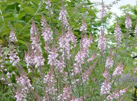 Vlasleeuwebek - Linaria purpurea 'Canon J. Went'