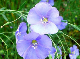 Vlas - Linum perenne 'Saphir'