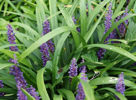 Leliegras - Liriope m. 'Big Blue'