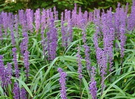 Leliegras - Liriope m. 'Gold Banded'