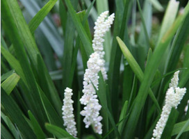 Leliegras - Liriope m. 'Monroe White'