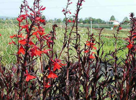 Rode lobelia - Lobelia fulgens 'Queen Victoria'