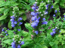 Lobelia - Lobelia gerardii