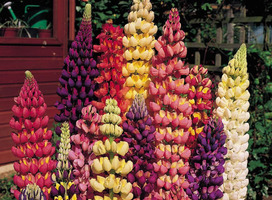 Lupine - Lupinus 'Gallery Gemengd'