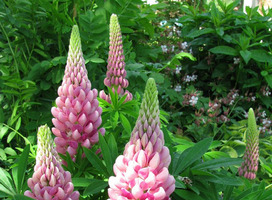 Lupine - Lupinus 'Gallery Pink'