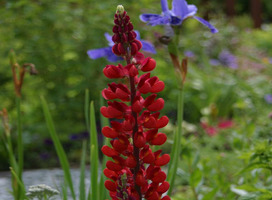 Lupine - Lupinus 'Gallery Red'