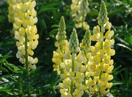 Lupine - Lupinus 'Gallery Yellow'