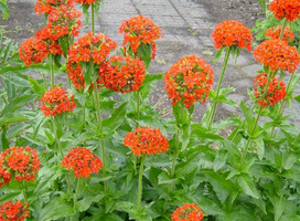 Koekoeksbloem - Lychnis chalcedonica