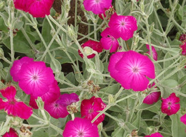 Koekoeksbloem - Lychnis coronaria