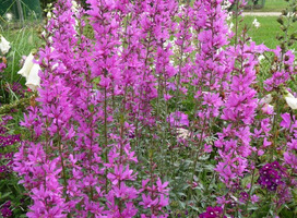 Kattestaart - Lythrum virgatum 'Dropmore Purple'