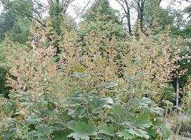 Pluimpapaver - Macleaya cordata