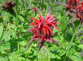 Bergamotplant - Monarda 'Cambridge Scarlet'