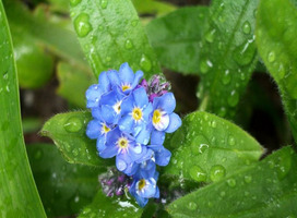 Vergeet-mij-nietje - Myosotis palustris