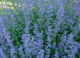 Kattekruid - Nepeta faassenii 'Grol'