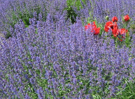 Kattekruid - Nepeta racemosa 'Grog'