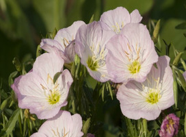 Teunisbloem - Oenothera speciosa 'Siskyou'