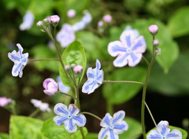 Amerikaans vergeet-mij-nietje - Omphalodes cap. 'Starry Eyes'