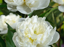 Pioen, pioenroos - Paeonia 'Duchesse de Nemours'