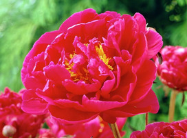 Pioen, pioenroos - Paeonia 'Karl Rosenfield'