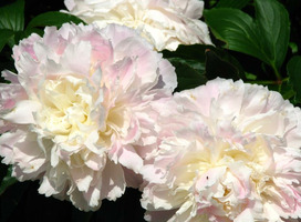 Pioen, pioenroos - Paeonia 'Shirley Temple'