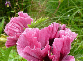 Klaproos - Papaver o. 'Patty's Plum'