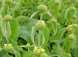 Brandkruid - Phlomis russeliana