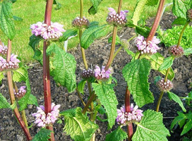 Brandkruid - Phlomis tuberosa