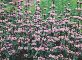 Brandkruid - Phlomis tuberosa 'Amazone'