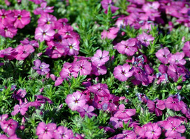 Vlambloem - Phlox (D) 'Red Admiral'