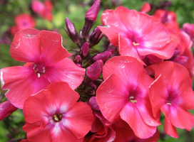 Vlambloem - Phlox (P) 'Orange Perfection'