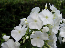 Vlambloem - Phlox (P) 'White Flame'