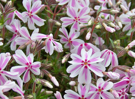 Vlambloem - Phlox (S) 'Candy Stripes'