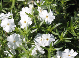 Vlambloem - Phlox (S) 'Maischnee'