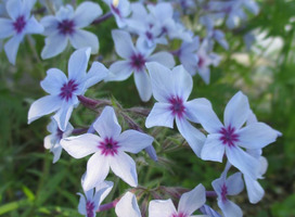 Vlambloem - Phlox div. 'Chattahoochee'