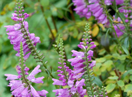 Scharnierplant - Physostegia vir. 'Bouquet Rose'