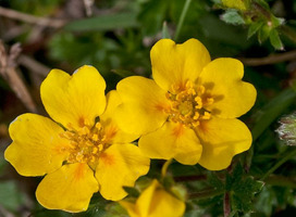 Ganzerik - Potentilla aurea