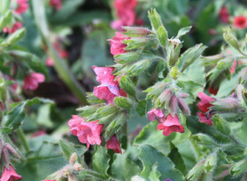 Longkruid - Pulmonaria rubra 'Redstart'