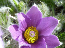 Wildemanskruid - Pulsatilla vulgaris