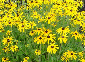 Zonnehoed - Rudbeckia fulgida speciosa