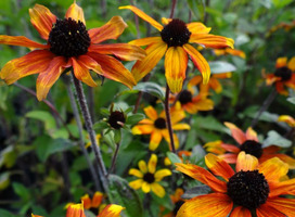 Zonnehoed - Rudbeckia triloba 'Prairie Glow'