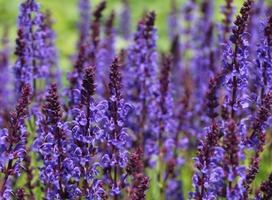 Salie - Salvia nemorosa 'Mainacht'